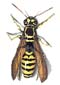 Bees, Wasps, and Hornets