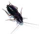 Pest Control