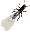 Termite