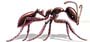 Carpenter Ants