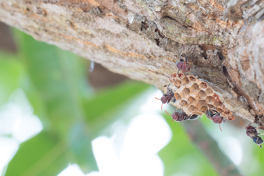 What to Do When You Find a Wasp Nest