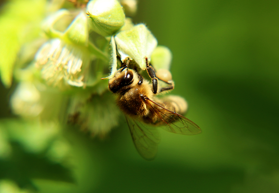 Helpful Garden Bugs