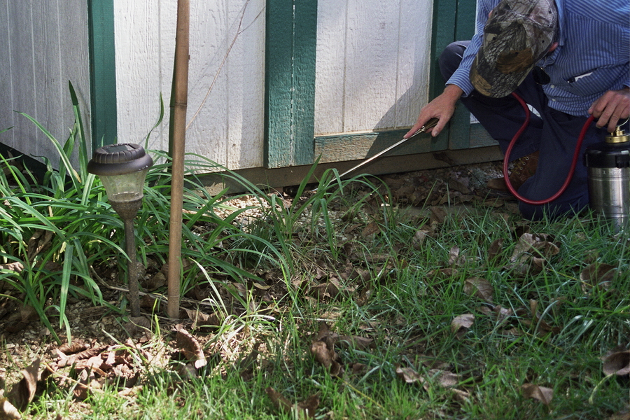 How To Know When a Pest is Dangerous