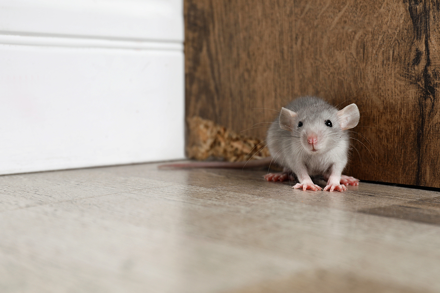 Prevent Mice in Your Home