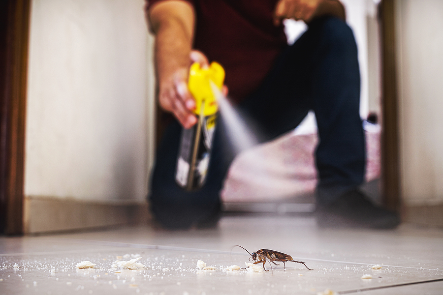 Is DIY Pest Control More Expensive?