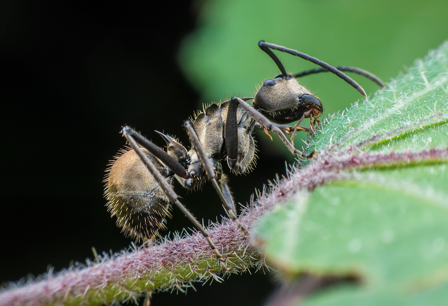 What To Know About The Functions of an Ant Colony