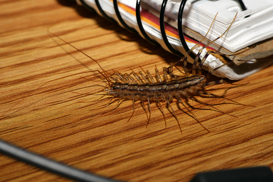 bigstock House Centipede