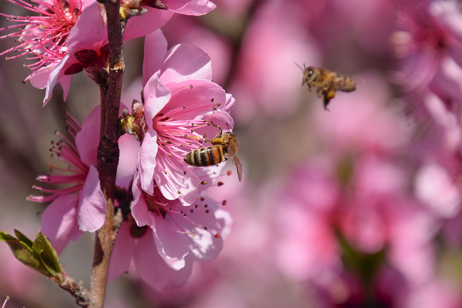 Top Pollinators and Their Benefits