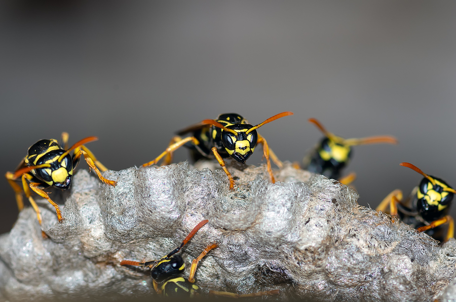 Differences between common stinging insects