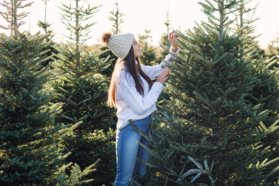 Common Christmas Tree Pests Eagle Pest Services
