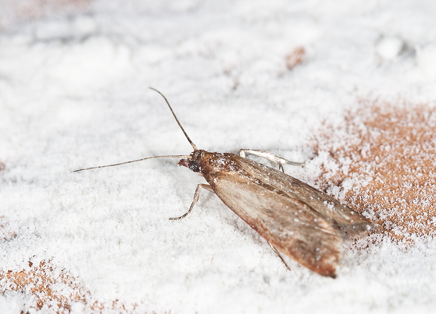 a Flour Moth Pantry Moth