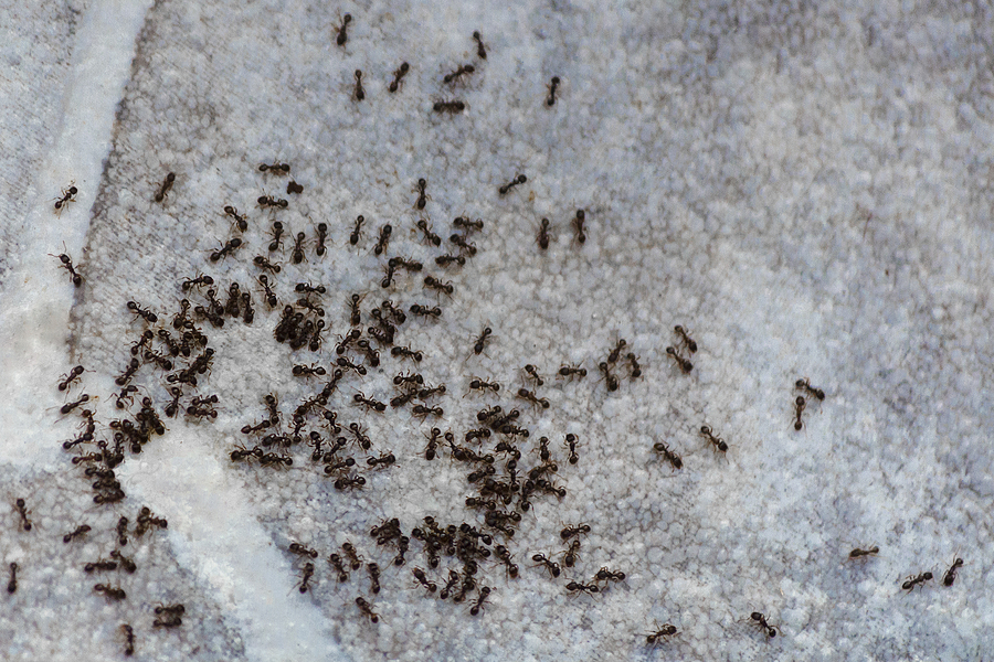 ants gathering on surface 