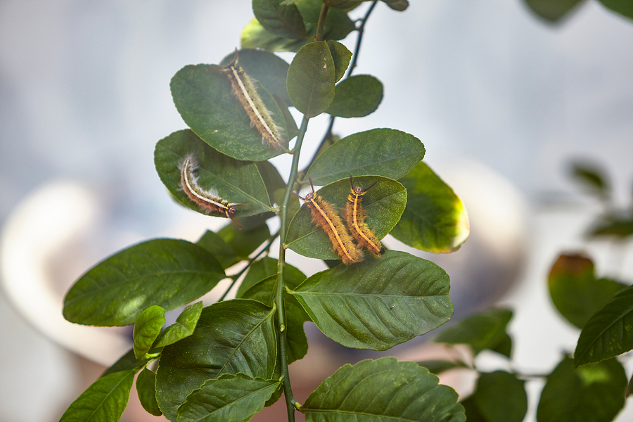  Toxic gypsy moths prevention using fogging while they roaming on leaves