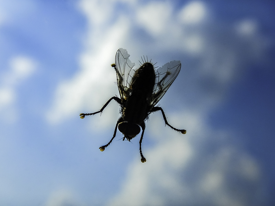 is a fly infestation dangerous