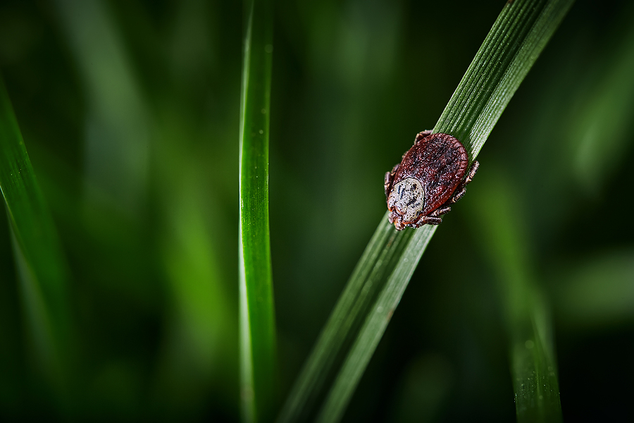 is your lawn a breeding ground for ticks