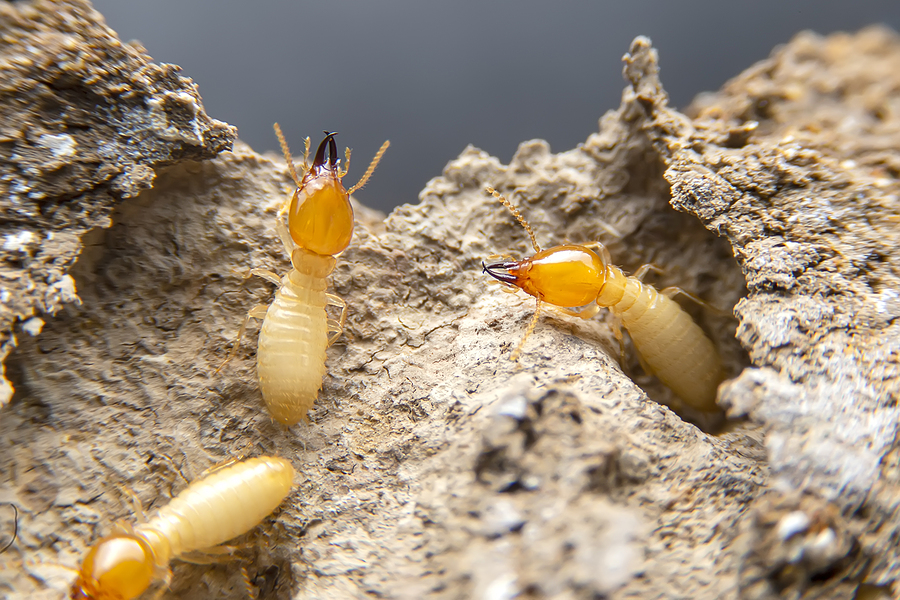 stopping termite damage