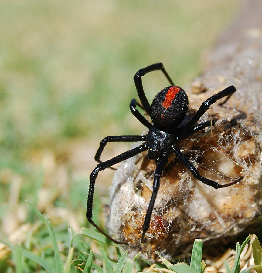 Australian deadly poisonous red back spider female also known as Black Widow Latrodectus hasselti.