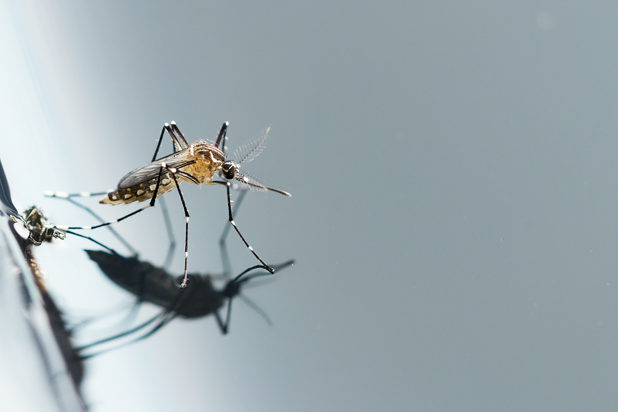 top 10 mosquito prevention tips