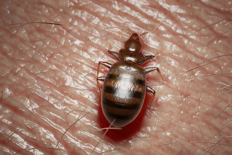 top bed bug hiding places