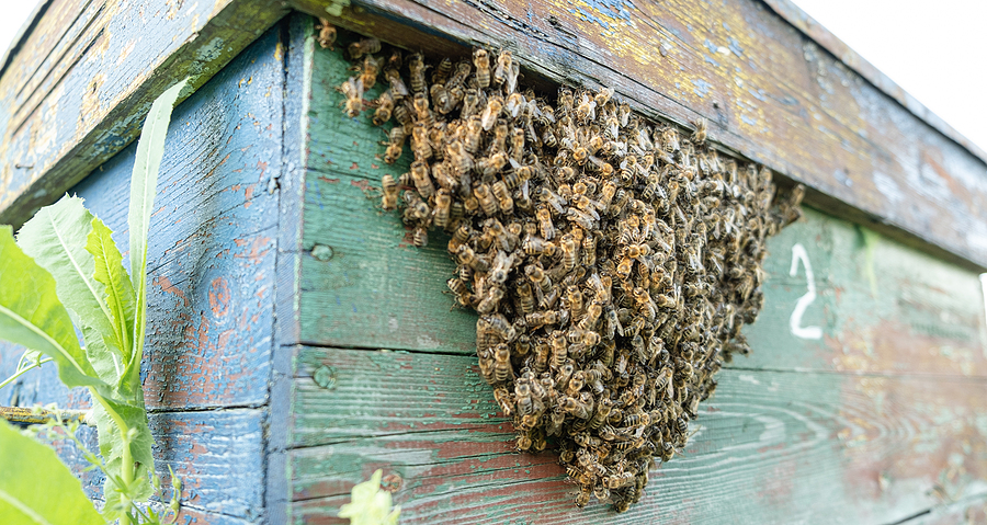 Bees fly out and return to the hive in the summer.