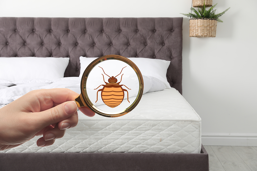 how to check for bedbugs