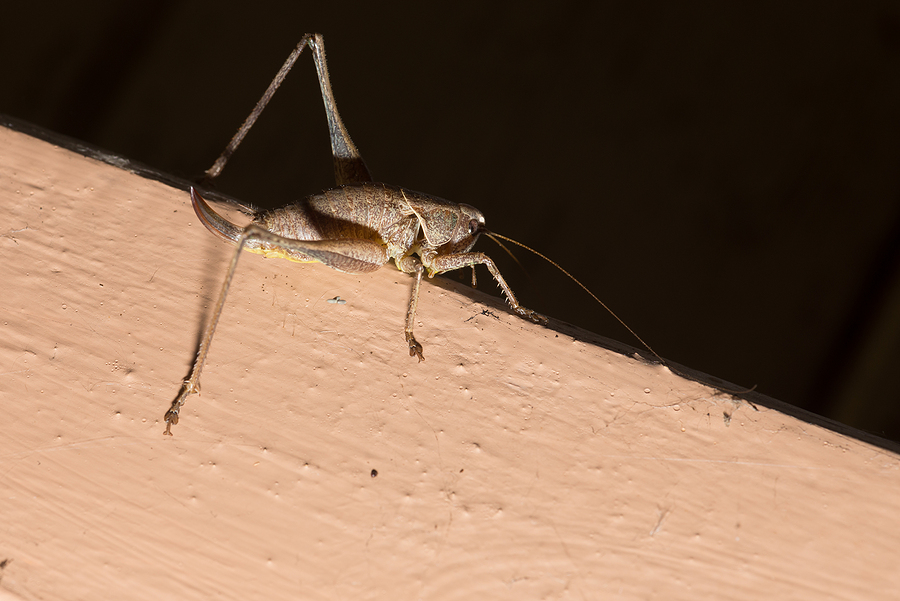 How To Get Rid Of A Cricket You Can't Find - Eagle Pest Services