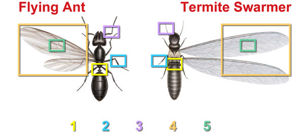 Ant Versus Termite