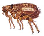 cat flea cat flea
