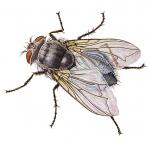 bluebottle fly