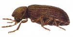 drugstore beetle