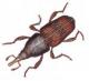 rice weevil