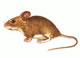 House Mouse