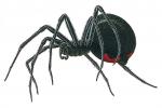 black widow spider black widow spider