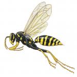 paper wasp